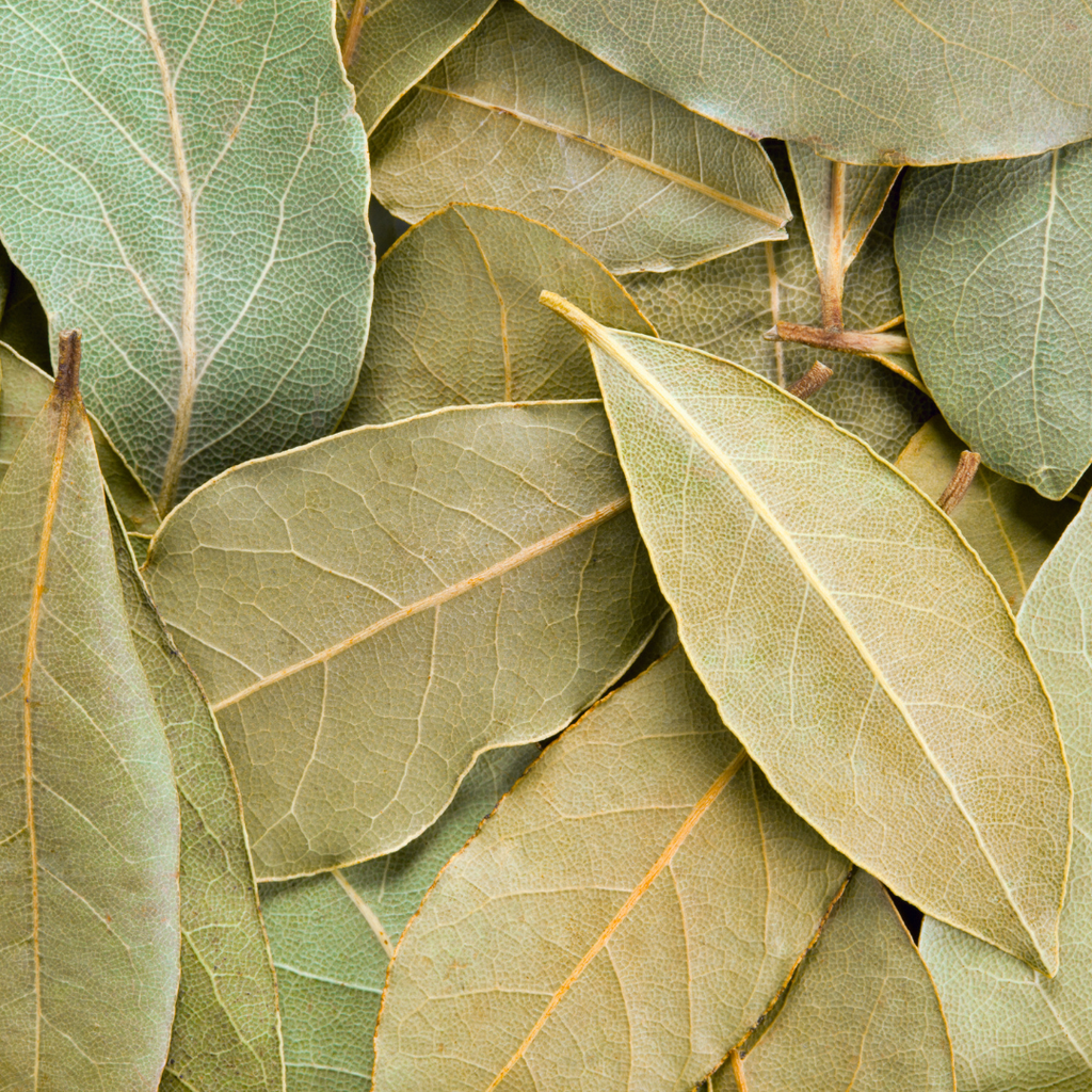 Uttarakhand Tej Patta Bay Leaf| Wild Harvested from Himalayan Forests